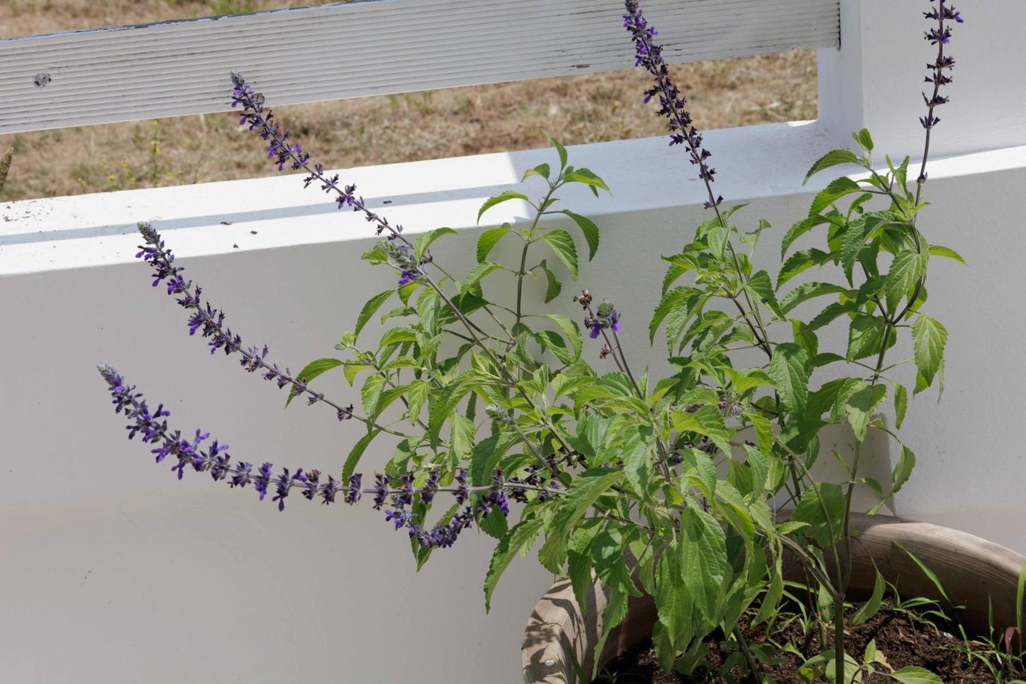 Maggana Residence 米尼亚 外观 照片